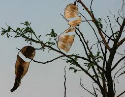 Image result for Entada abyssinica