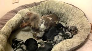Dachshund / yorkie mixed breed dogs. Dorkie Puppies 3 Wks Old Youtube