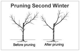 Image result for pruning plum trees