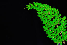 Compared to the leaves, the pods are generally lower in vitamins and minerals. Moringa Benefits Uses Supplements Nutrition Side Effects Factdr