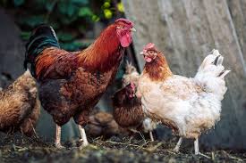 How can you stop roosters to fertilize fertilizing chicken eggs. How Does A Rooster Fertilize An Egg Pet Keen