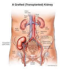 On the left side of your abdomen you can find some of the most important internal organs in your body: Human Anatomy Photo Kidneys Human Body Organs Body Organs Diagram Anatomy Organs