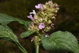 Image result for Achyrospermum