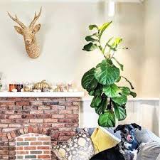 Image result for Ficus lyrata