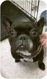 Find french bulldog in dogs & puppies for rehoming | find dogs and puppies locally for sale or adoption in toronto (gta) : Tucson Az French Bulldog Meet Emily A Pet For Adoption