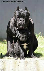 Ali Hoser Adli Kullanicinin Dogs Panosundaki Pin Cane Corso Kopek Yavru Kopek