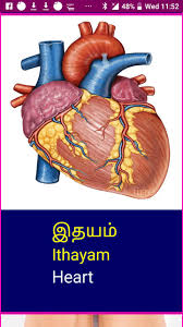 तामिल और इंग्लिश में शरीर के अंगों का नाम, name of body parts in tamil to english & hindi language with images / pictures. Learn Tamil Wildlife And Body Parts For Android Apk Download