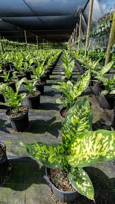 Image result for beautiful dieffenbachia