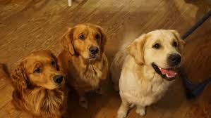 Welcome and thank you for adopting a pet from the humane society of southern wisconsin! Southern Maryland Goldens