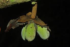 Image result for Uvariastrum germainii