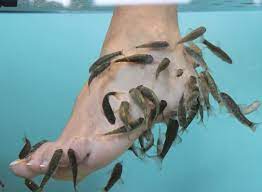 Le poisson, mangeur de peaux mortes, délivre ses soins pour 30 euros. Fish Pedicure Offre Duo Institut Les Pieds Dans L Eauinstitut Les Pieds Dans L Eau Fish Pedicure A Lorient 56