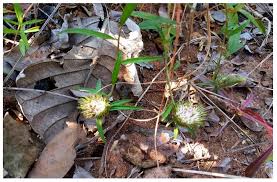 Image result for Dicoma galpinii