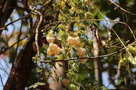 Image result for Cardiospermum grandiflorum