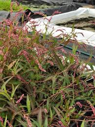 Image result for Persicaria decipiens
