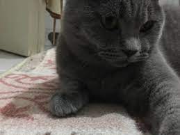 sakarya kedi ilanlari