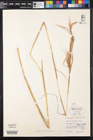Image result for Andropogon fastigiatus