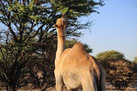 «camel humps, are contrary to popular belief, not used to store water, nope. Camels Humps Are Not Used To Store Tsabong Eco Tourism Camel Park Facebook