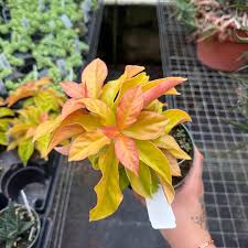 Image result for Pereskia aculeata