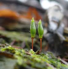 Image result for Porphyrostemma