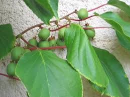 Le Kiwai Une Variete De Mini Kiwi A Croquer Sans Eplucher Graines De Fruits Kiwi Blog Jardin