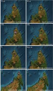 Image result for Crotalaria longithyrsa