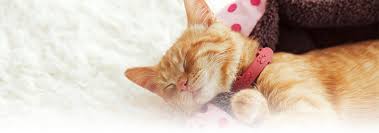 Get more facts about these mysterious and beautiful cats. Cat Behavior Appearance Hill S Pet