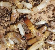 Image result for Asplenium markusbeckeri