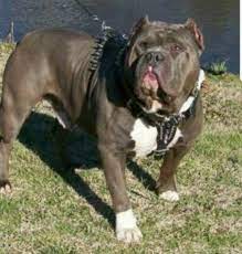 Your premier xl and standard/extreme american bully breeder built ryte bullies is the best american bully breeder in southwest georgia. Georgia Pitbull Puppies For Sale Xl Pitbulls Xxl American Bully