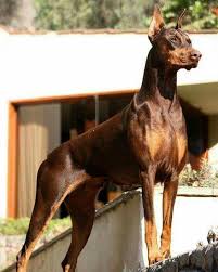 Doberman Pinscher Loyal And Fearless 2020 Doberman Pinscher Doberman Kopek