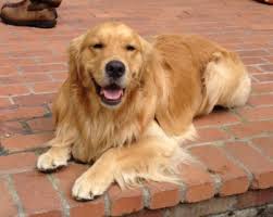 Golden Retriever Sahiplenmek Icin 10 Sebep Kanka Kopek