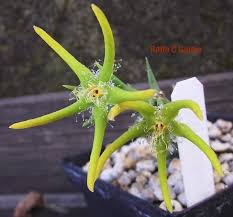 Image result for Orbea rogersii