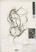 Image result for Zostera capensis