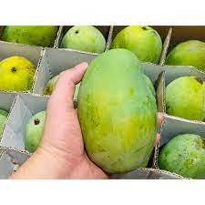 Tentunya akan ada banyak keuntungan dengan budidaya buah tersebut. Mangga Harum Manis Istana Harum Manis Super Mangga Harum Manis Asli Shopee Indonesia