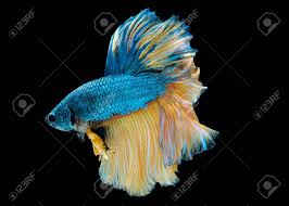 He swam right up and flared at me for the picture. Colorful With Main Color Of Blue And Yellow Betta Fish Siamese Stock Photo Picture And Royalty Free Image Image 128750953