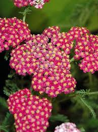 Check spelling or type a new query. Achillea Song Siren Layla Yarrow Garden Plants For Sale Plants Online Garden Center