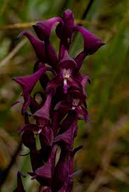 Image result for Disa hircicornis