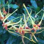 Image result for Strophanthus speciosus