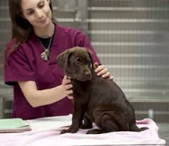 See more of veterinary care center on facebook. Our Team Laredo Vet Critter Care Veterinary Clinic