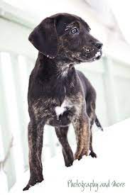 Mountain Cur Puppy Laina Ct Pet Photographer Dog Breeds Mountain Cur Dog Puppies