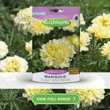 Image result for Ruspolia australis