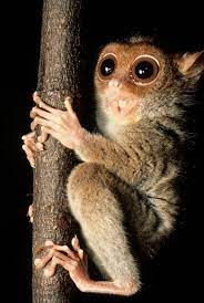 Other Prosimians Tarsiers Bizarre Animals Baby Animals Cute Animals