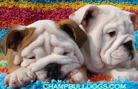 She comes with papers, shots, and health guarantees. Champbulldogs Com Pricing