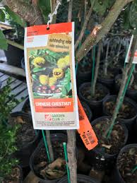 Landscape basics 19l western red cedar tree. Chestnut Trees At Home Depot Deer Hunter Forum