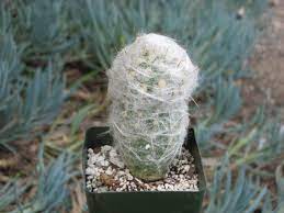 I water my mammillaria cacti once the soil has dried out completely. How To Care For An Old Man Cactus Succulents Network