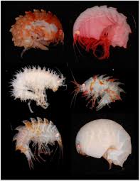 Image result for Osyridicarpos