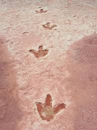 Very worth a stop if you love dinosaurs. Arizona Nature Dinosaur Tracks In Tuba City Arizona By Dinosaur Tracks Tuba City Arizona