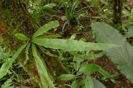 Image result for Loxogramme