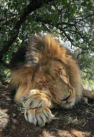 muyu adli kullanicinin in the jungle panosundaki pin buyuk kediler cok sirin hayvanlar kediler ve yavrulari