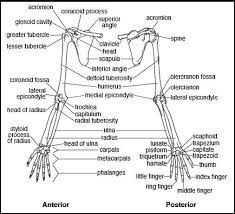 Bones Of Upper Limb Upper Limb Anatomy Anatomy Bones Human Anatomy And Physiology