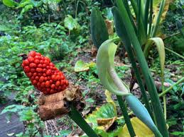 ガンガラーの谷